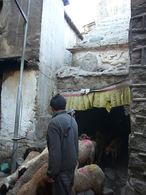 Travel - India - Ladakh - Streets of Leh